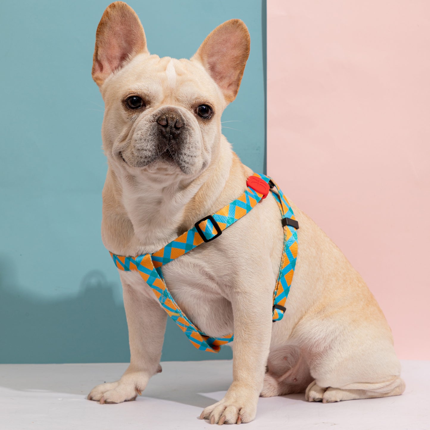 Vibrant Collection Y-Shape Dog Harness