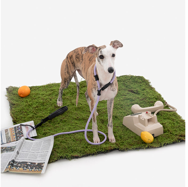 All-in-One Training Dog Leash