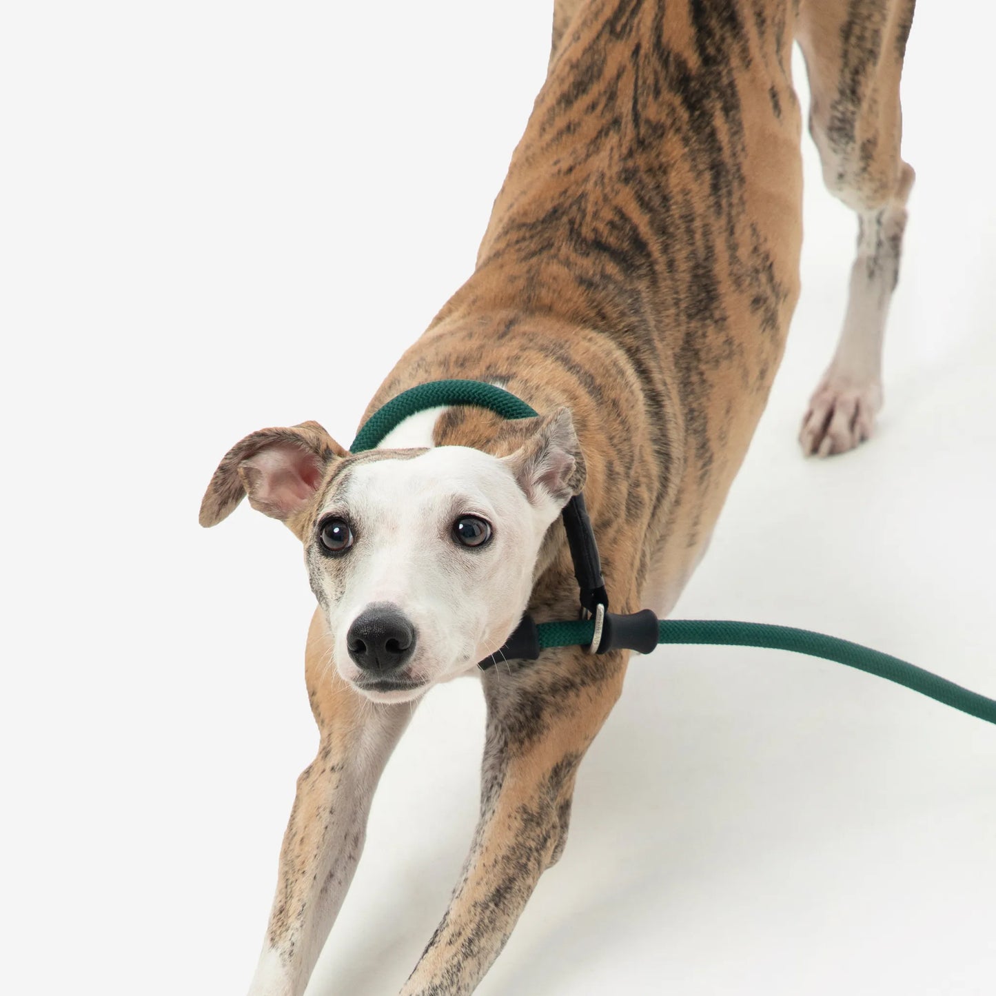 All-in-One Training Dog Leash