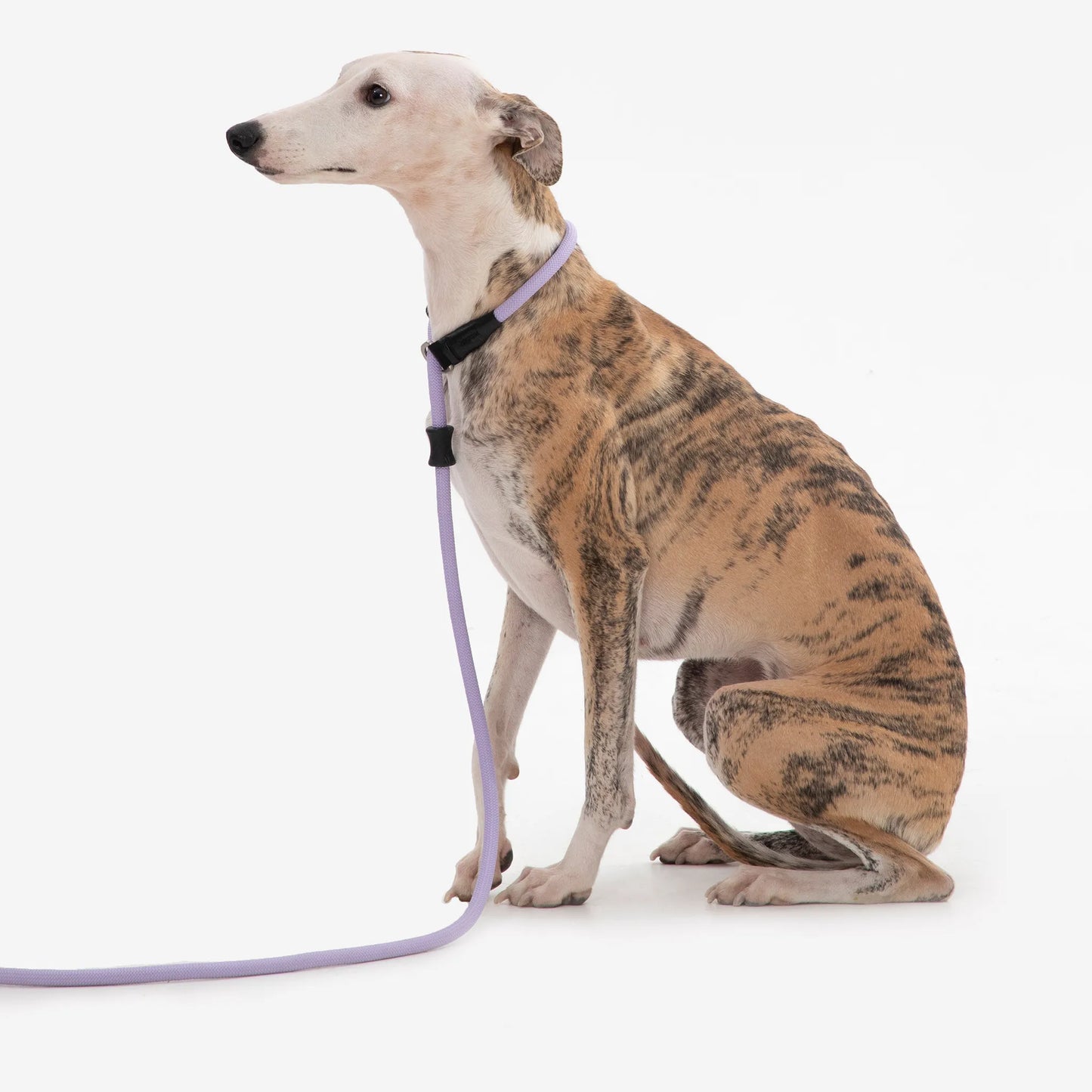 All-in-One Training Dog Leash