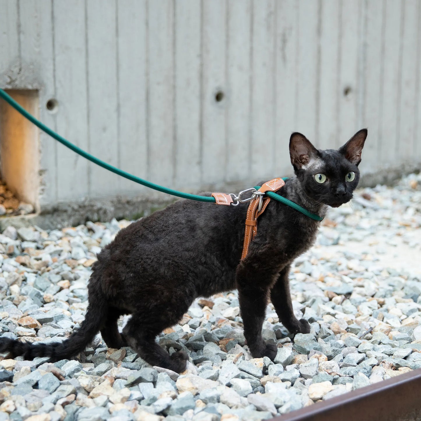 Cat Harness & Leash