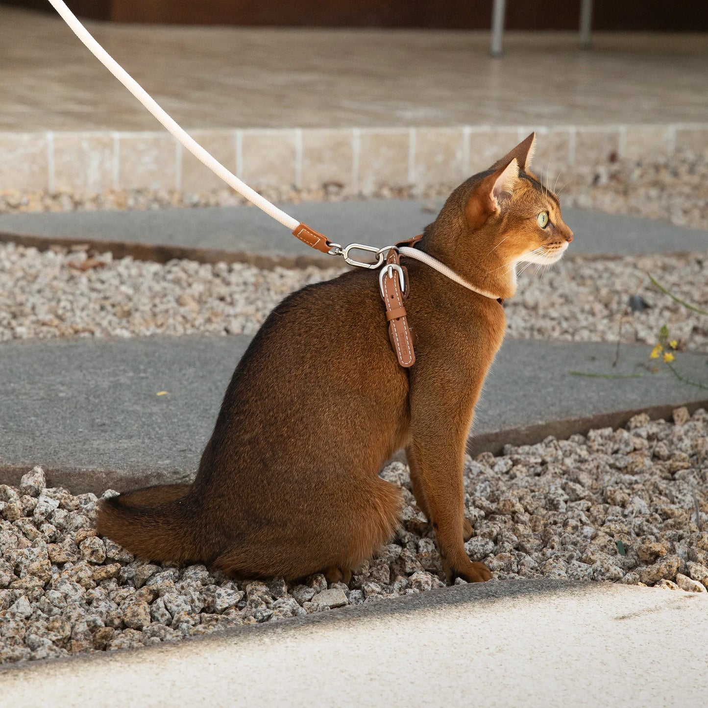 Cat Harness & Leash