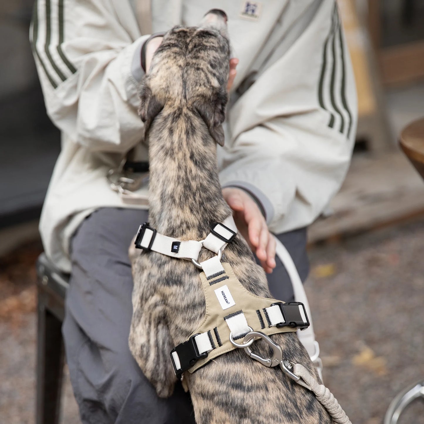 Decompression Sport Dog Harness