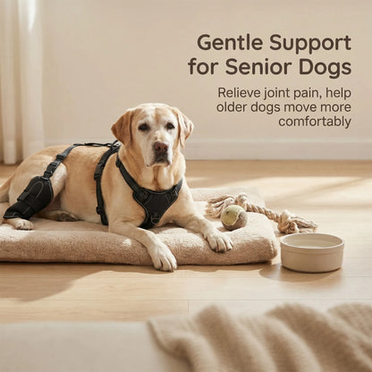 Dog Knee Brace for ACL Recovery – Adjustable Hind Leg Support