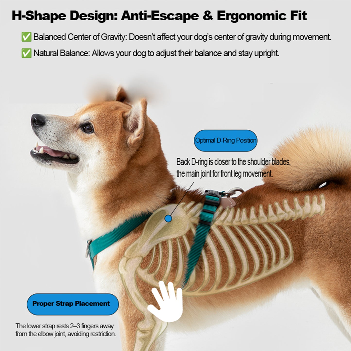 H-Shape Harness