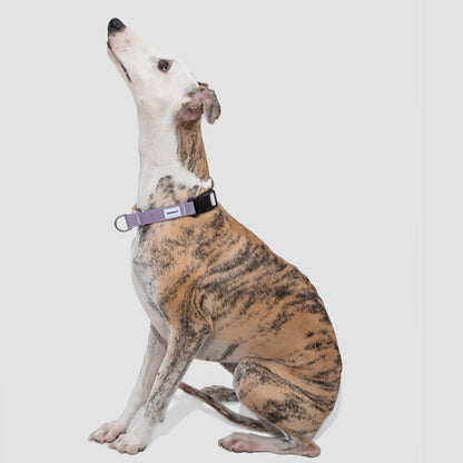 Half-P No-Pull Dog Collar