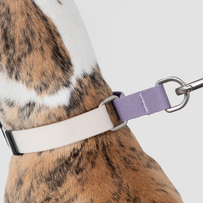 Half-P No-Pull Dog Collar