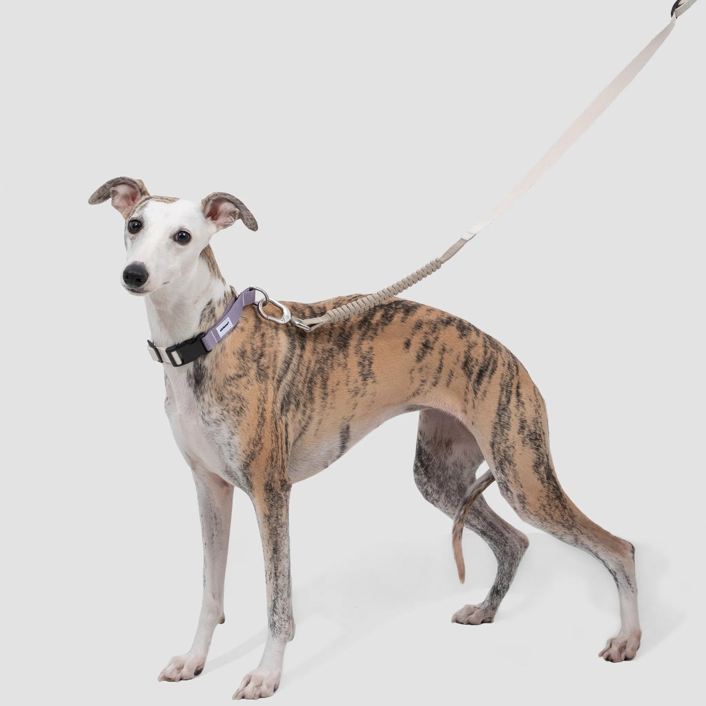 Half-P No-Pull Dog Collar