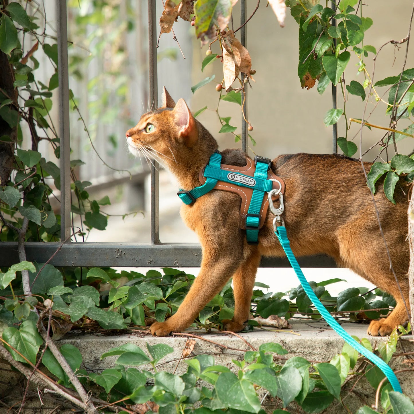Leather Cat Harness & Leash Set