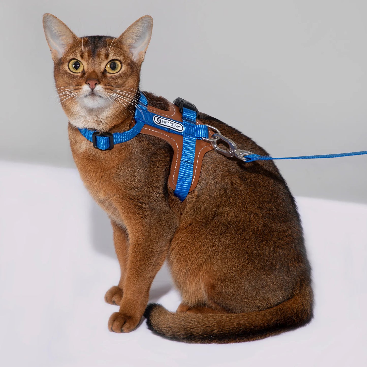 Leather Cat Harness & Leash Set