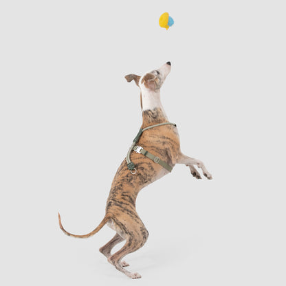 Leather Round Rope Dog Harness