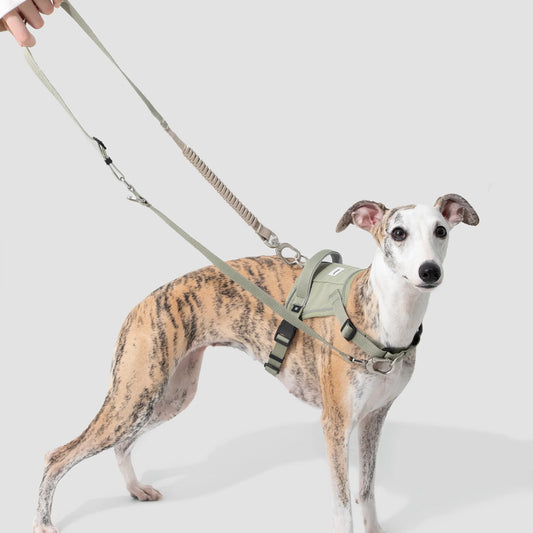 Multi-Function Shock-Absorbing Dog Leash