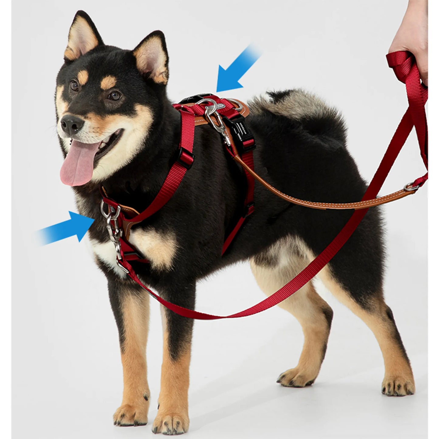 Multi-Functional Leash