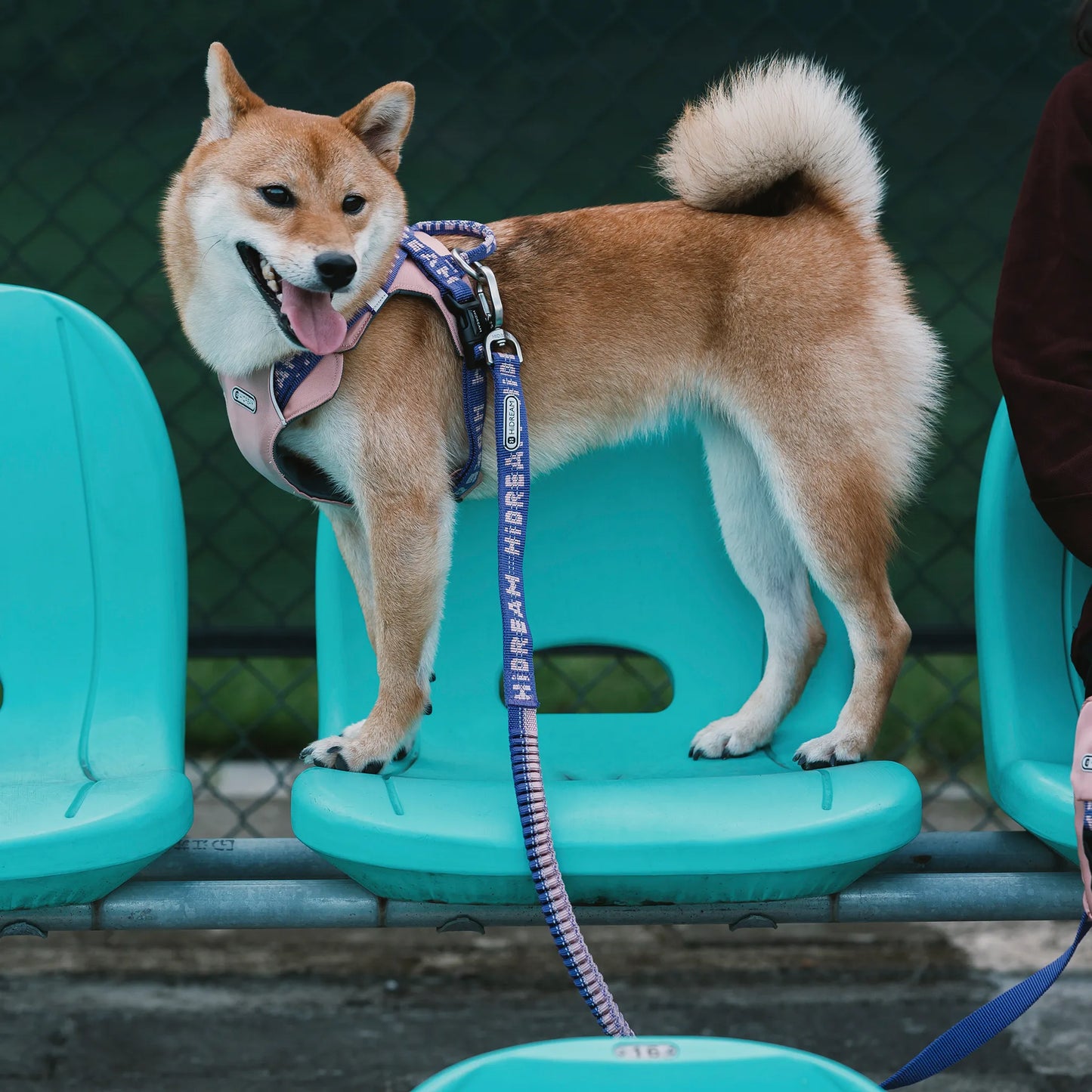 No Pull Dog Harness & Leash Set