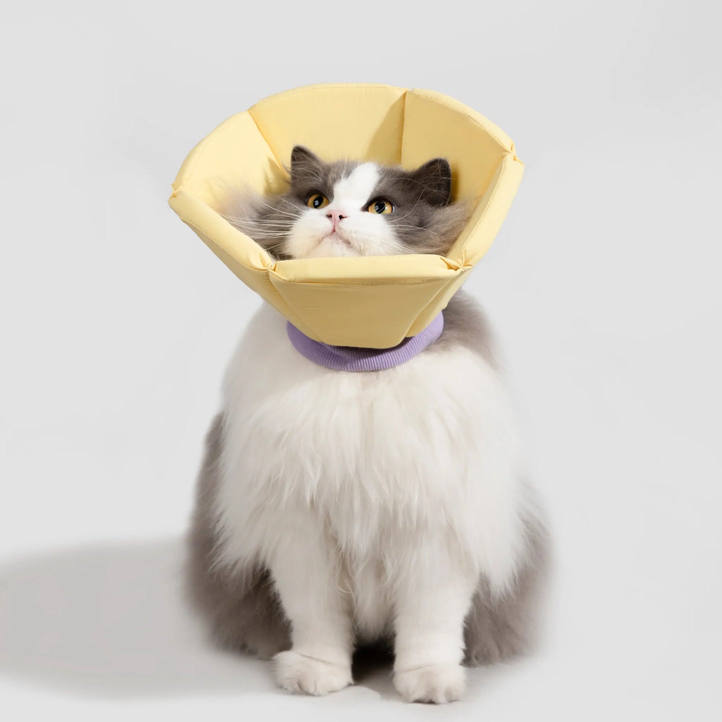 Sponge Cone Elizabethan Collar
