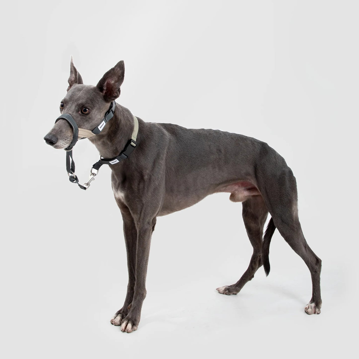 Valley Series Anti-Bite Dog Muzzle