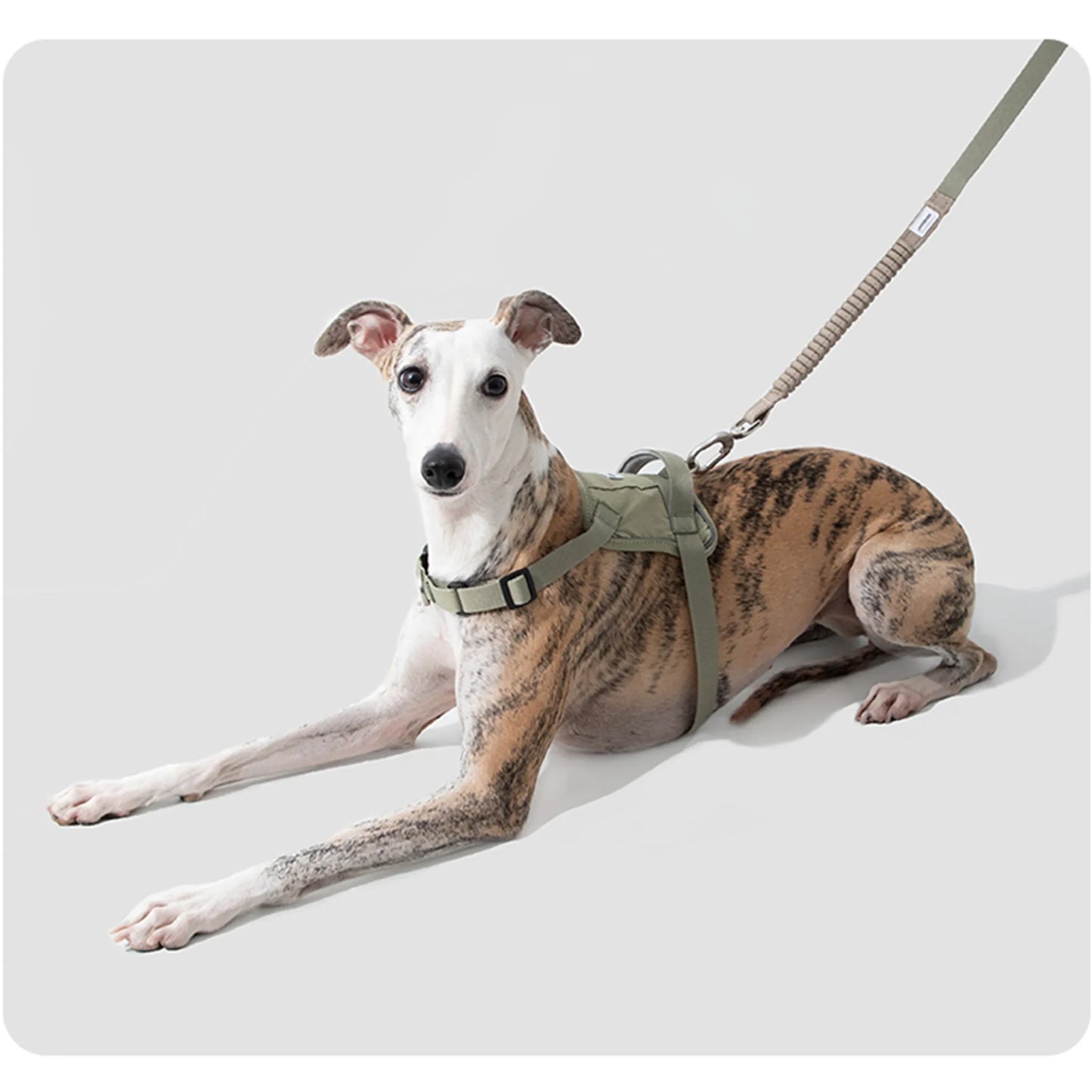 Valley Series No-Pull Quick-Put On Dog Harness