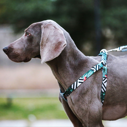 Vibrant Collection Y-Shape Dog Harness