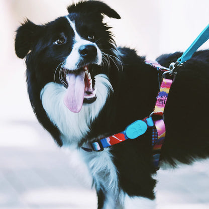 Vibrant PRO Series X-Shape Dog Harness