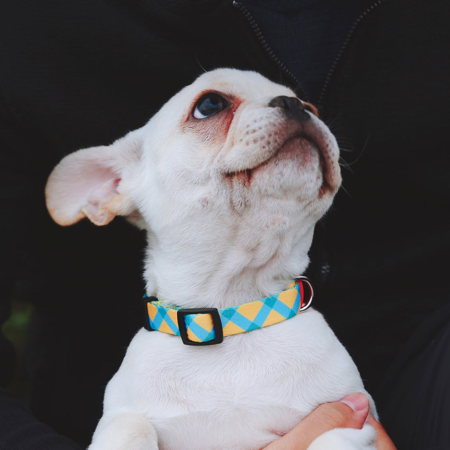 Vibrant Collection Durable Adjustable Dog Collar