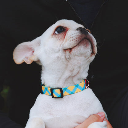 Vibrant Collection Durable Adjustable Dog Collar